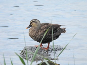 カルガモ 東京港野鳥公園 2023年7月22日(土)