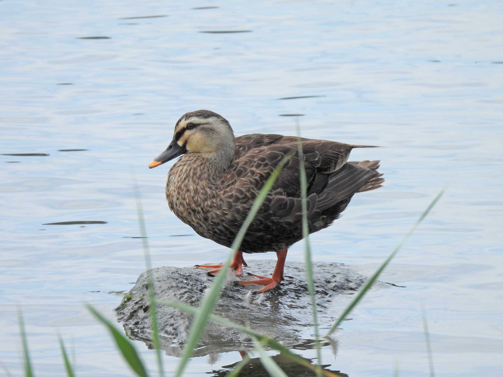 東京港野鳥公園 カルガモの写真 by ごろぞー