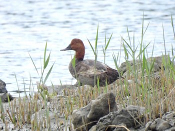 ホシハジロ 東京港野鳥公園 2023年7月22日(土)