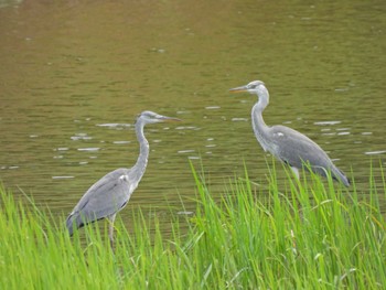 アオサギ 東京港野鳥公園 2023年7月22日(土)