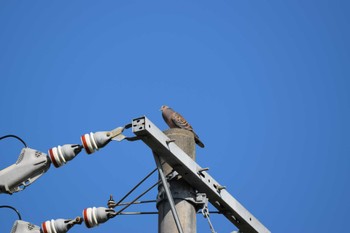 Oriental Turtle Dove 庄内川 Sun, 7/23/2023