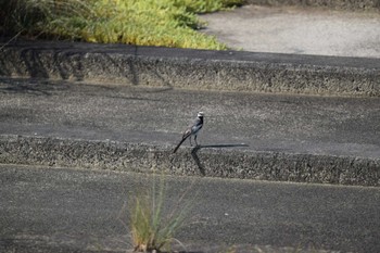 White Wagtail 庄内川 Sun, 7/23/2023