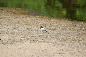 Japanese Wagtail 庄内川 Sun, 7/23/2023