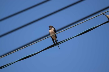 Barn Swallow Fujimae Tidal Flat Sat, 7/22/2023