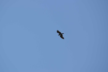 Osprey Fujimae Tidal Flat Sat, 7/22/2023