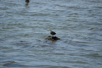 Striated Heron Fujimae Tidal Flat Sat, 7/22/2023