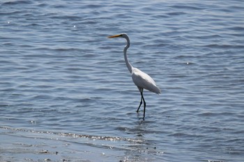 Great Egret Fujimae Tidal Flat Sat, 7/22/2023