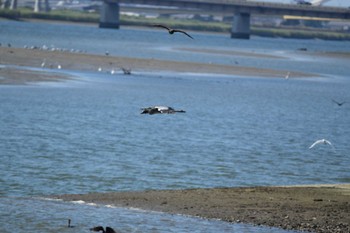 Grey Heron Fujimae Tidal Flat Sat, 7/22/2023