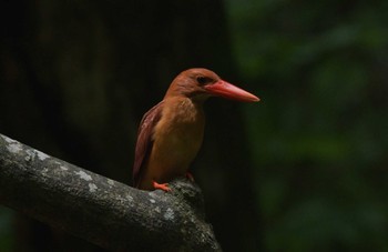 アカショウビン 場所が不明 2023年7月20日(木)