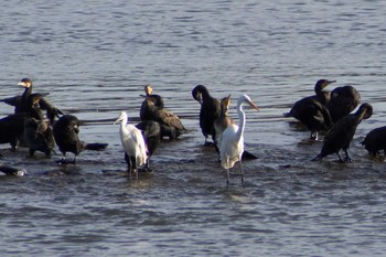 2018年8月15日(水) 多摩川二ヶ領宿河原堰の野鳥観察記録