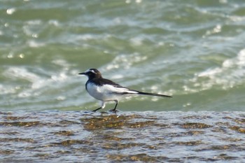 Japanese Wagtail 多摩川二ヶ領宿河原堰 Wed, 8/15/2018