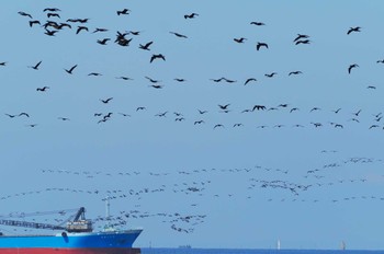 2023年7月23日(日) ふなばし三番瀬海浜公園の野鳥観察記録