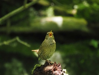 Sun, 7/2/2023 Birding report at 伊香保森林公園