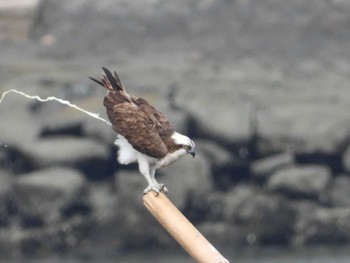 Osprey 岡山高梁川河口 Sun, 7/23/2023