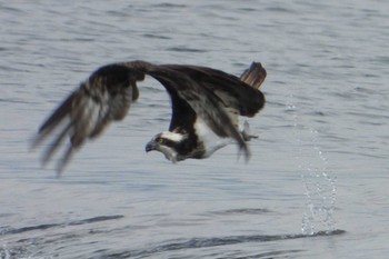 Osprey 岡山高梁川河口 Sun, 7/23/2023