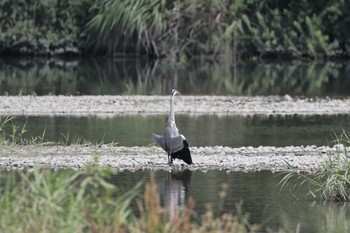 アオサギ 多摩川 2023年7月17日(月)