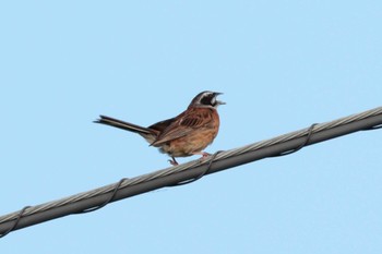 Meadow Bunting 印旛沼 Sun, 7/23/2023