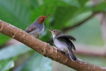 アカガオサイホウチョウ シンガポール植物園 2018年7月14日(土)