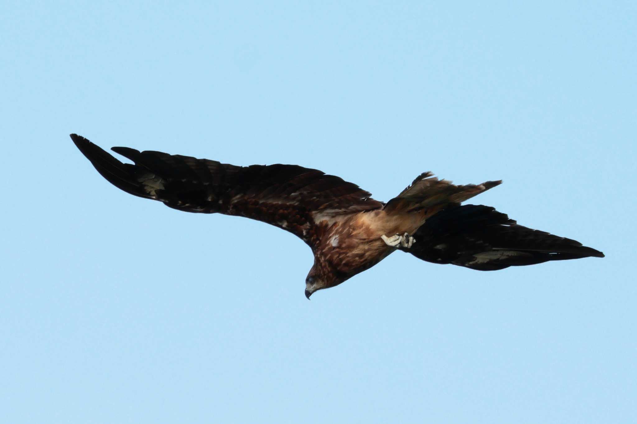 Photo of Black Kite at 印旛沼 by おさおさ