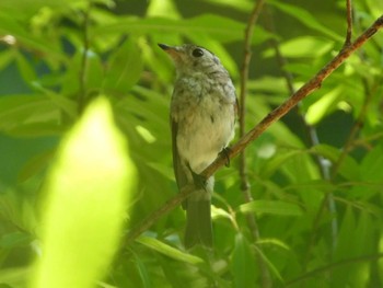 2023年7月23日(日) 旭山記念公園の野鳥観察記録