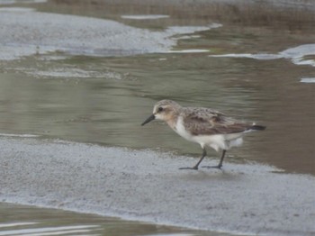 Red-necked Stint 青森県東部 Mon, 8/15/2022