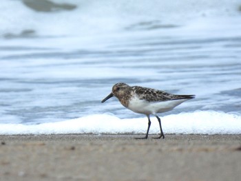 Sanderling 青森県東部 Mon, 8/15/2022