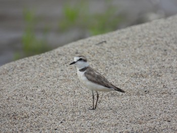 Kentish Plover 青森県東部 Mon, 8/15/2022