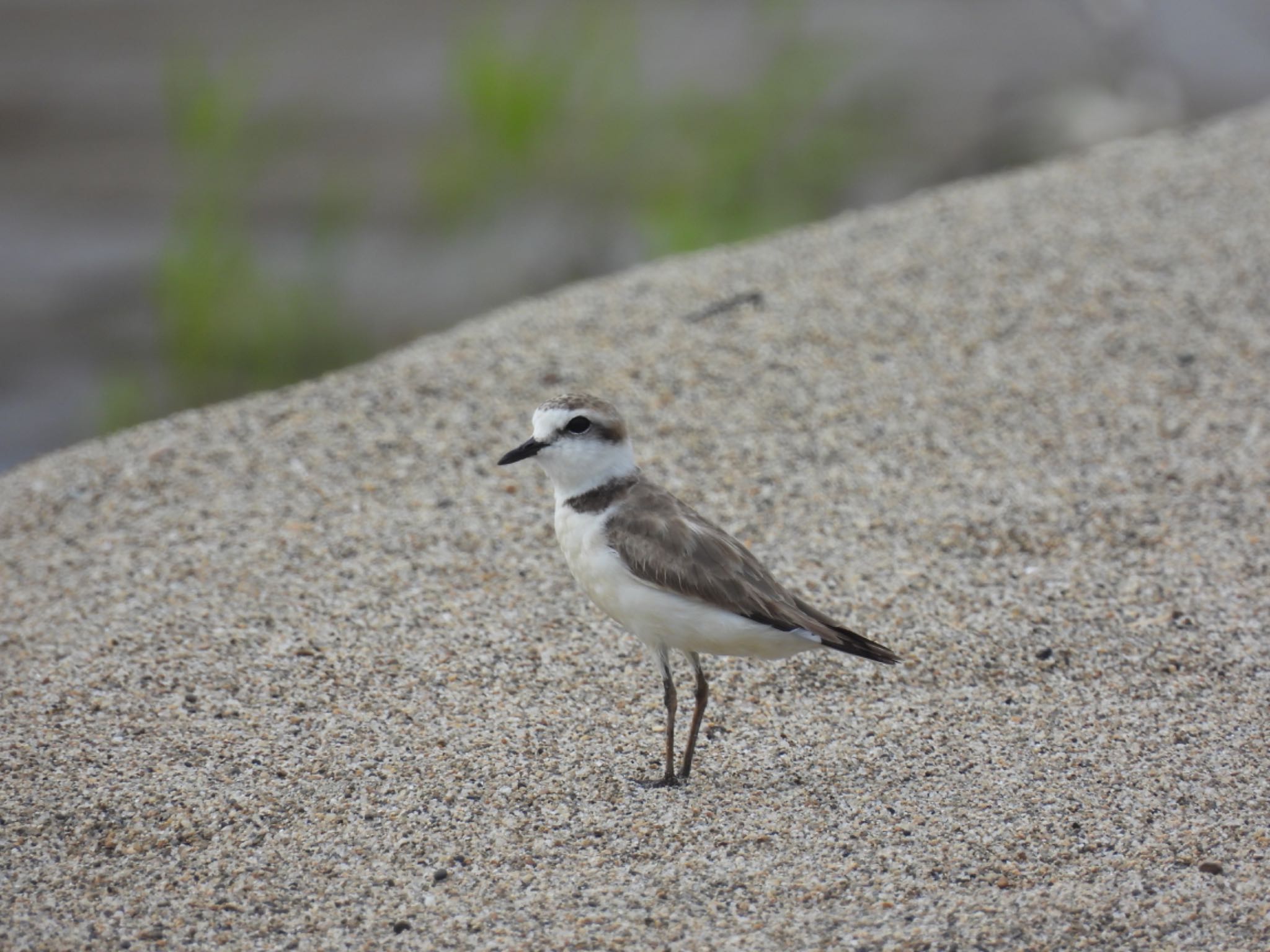 Kentish Plover