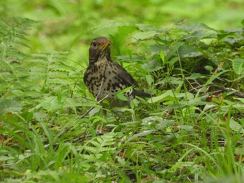 Wed, 8/17/2022 Birding report at 秋田県