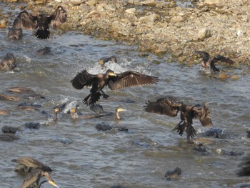 カワウ 浅川 2023年7月23日(日)