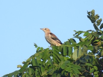 Chestnut-cheeked Starling 大潟草原 Wed, 8/24/2022