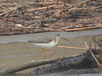 Terek Sandpiper 秋田県 桂根 Tue, 8/23/2022