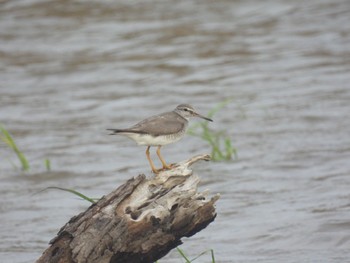 Grey-tailed Tattler 秋田県 桂根 Tue, 8/23/2022