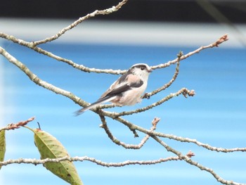 Long-tailed Tit Shinjuku Gyoen National Garden Thu, 9/1/2022