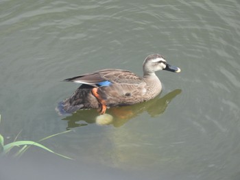 Eastern Spot-billed Duck 大潟草原 Wed, 8/24/2022