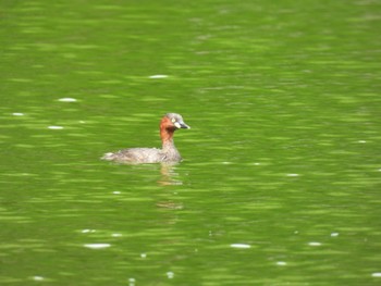 Little Grebe 大潟草原 Wed, 8/24/2022