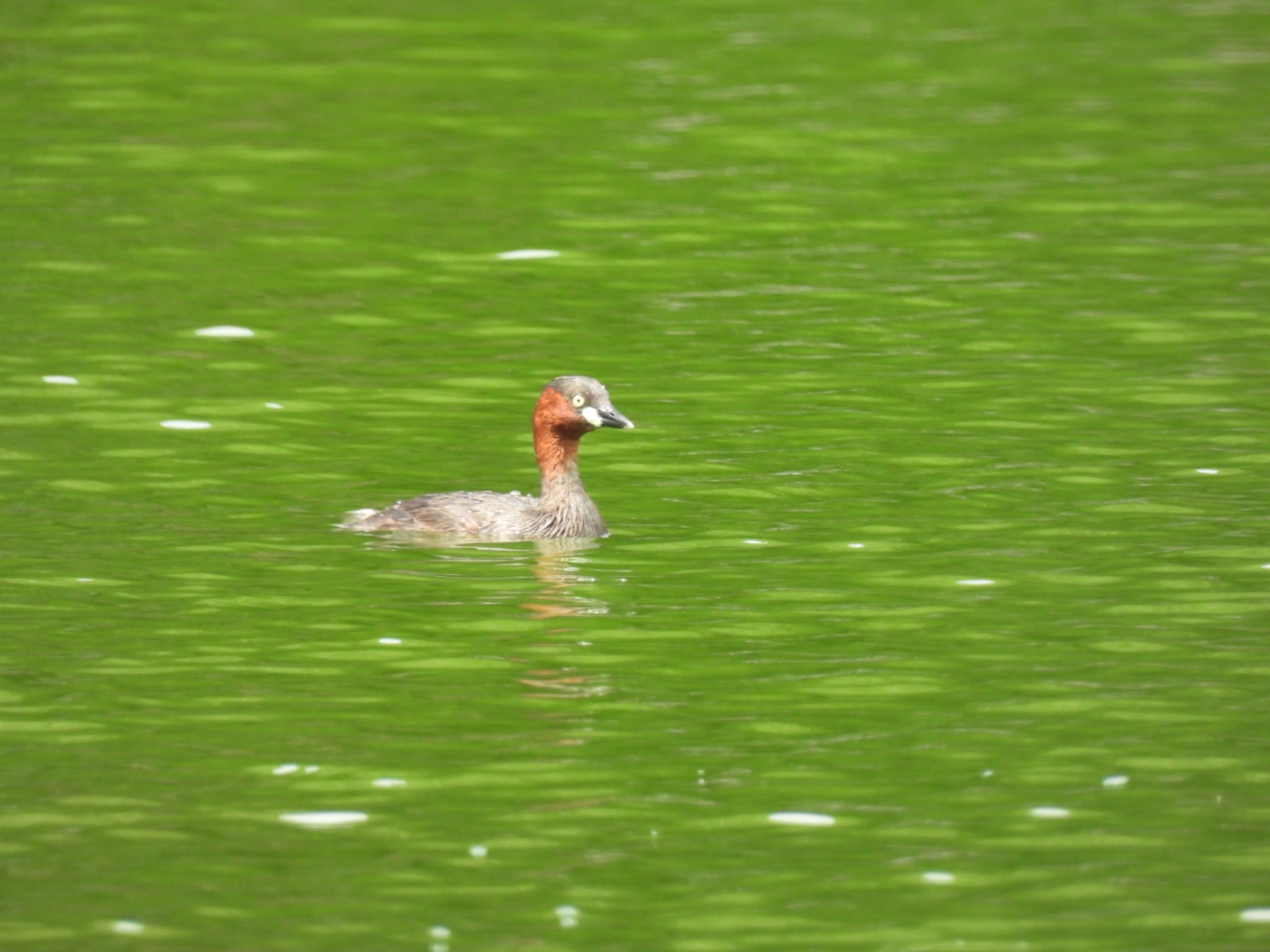 Little Grebe