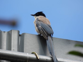 Azure-winged Magpie Shinjuku Gyoen National Garden Thu, 9/1/2022