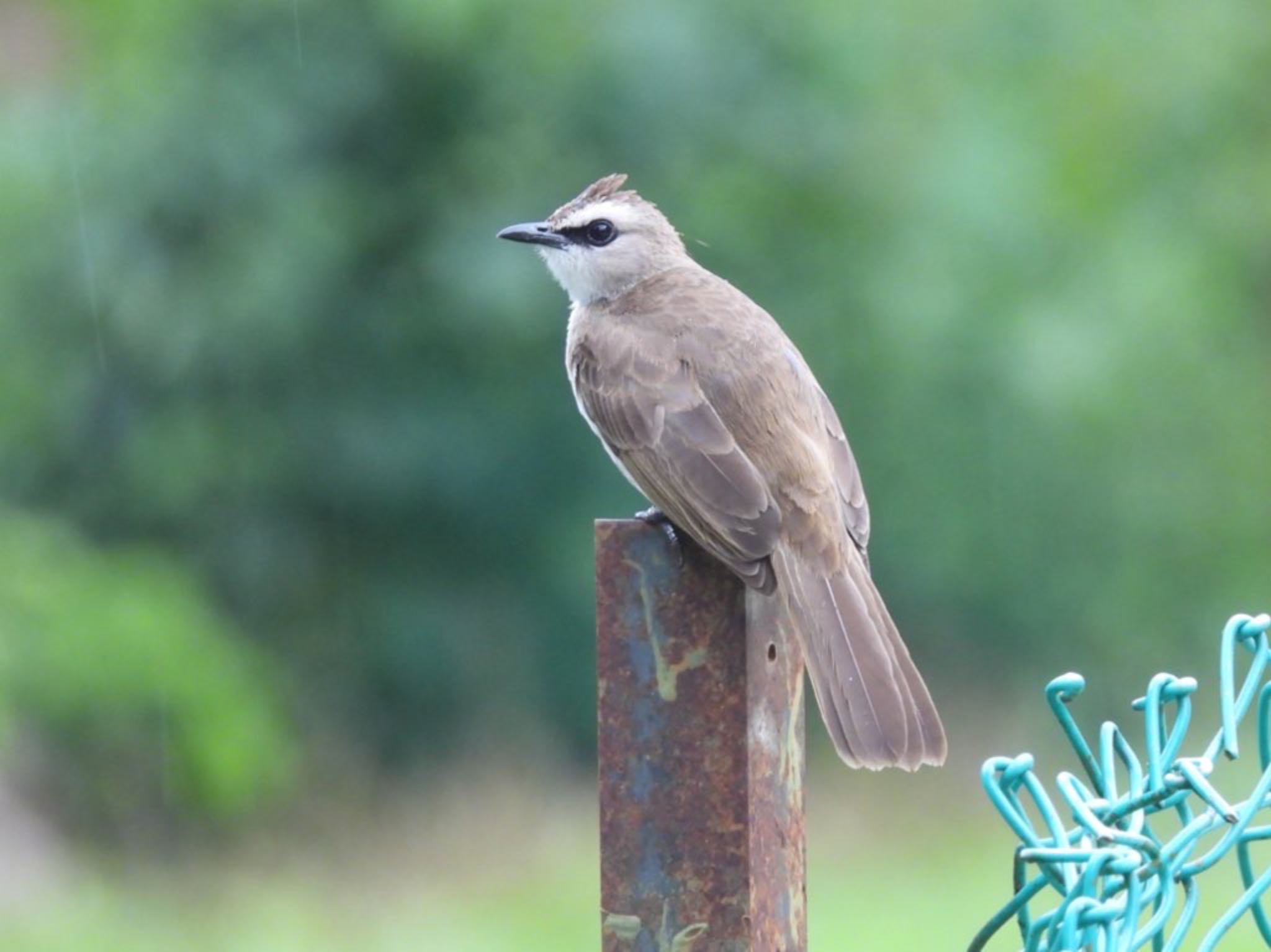 Yellow-vented Bulbul