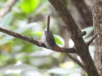 Ashy Tailorbird Kinabaru park Thu, 9/22/2022