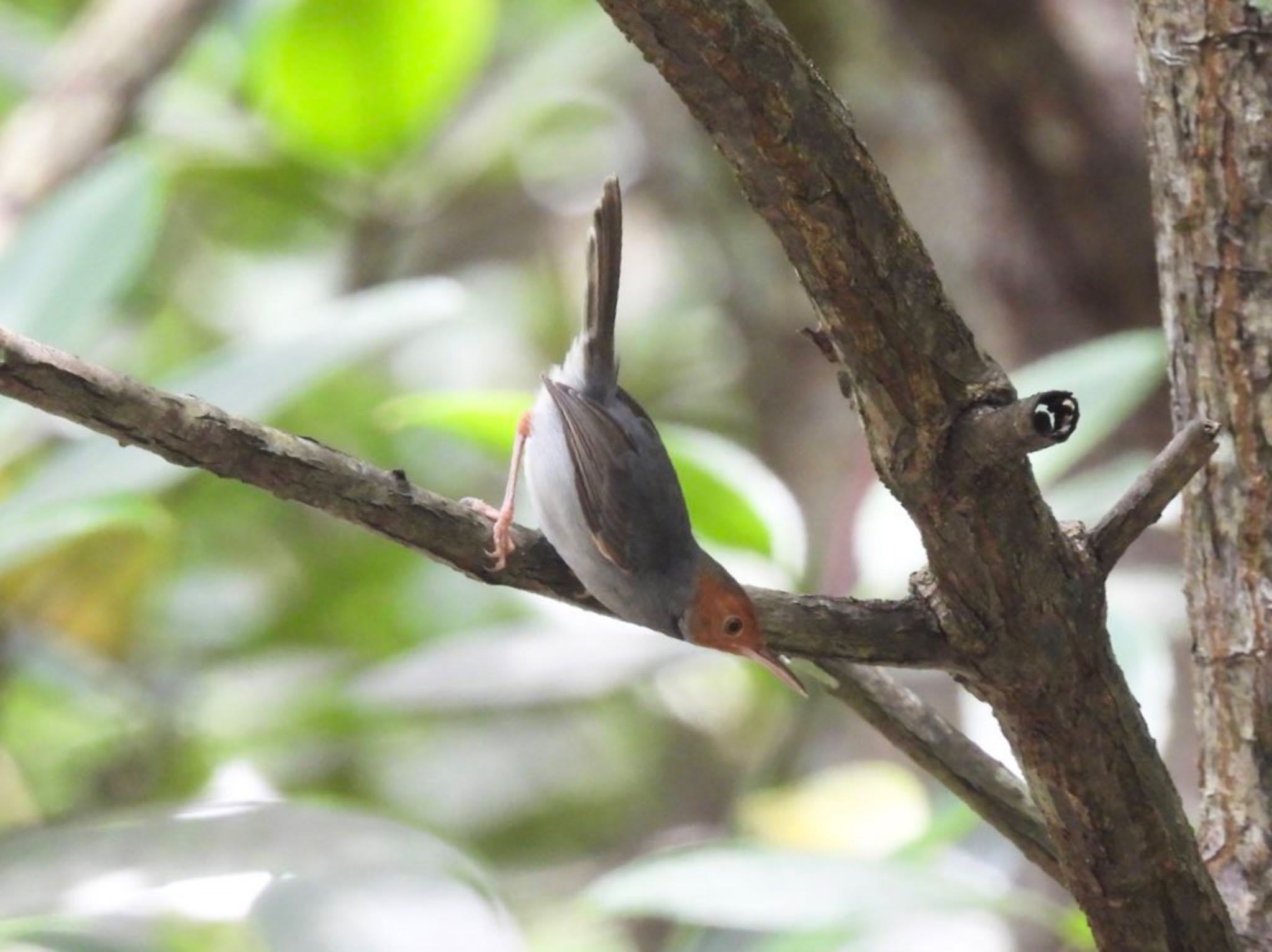 Ashy Tailorbird