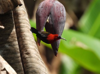 Crimson Sunbird Kinabaru park Thu, 9/22/2022