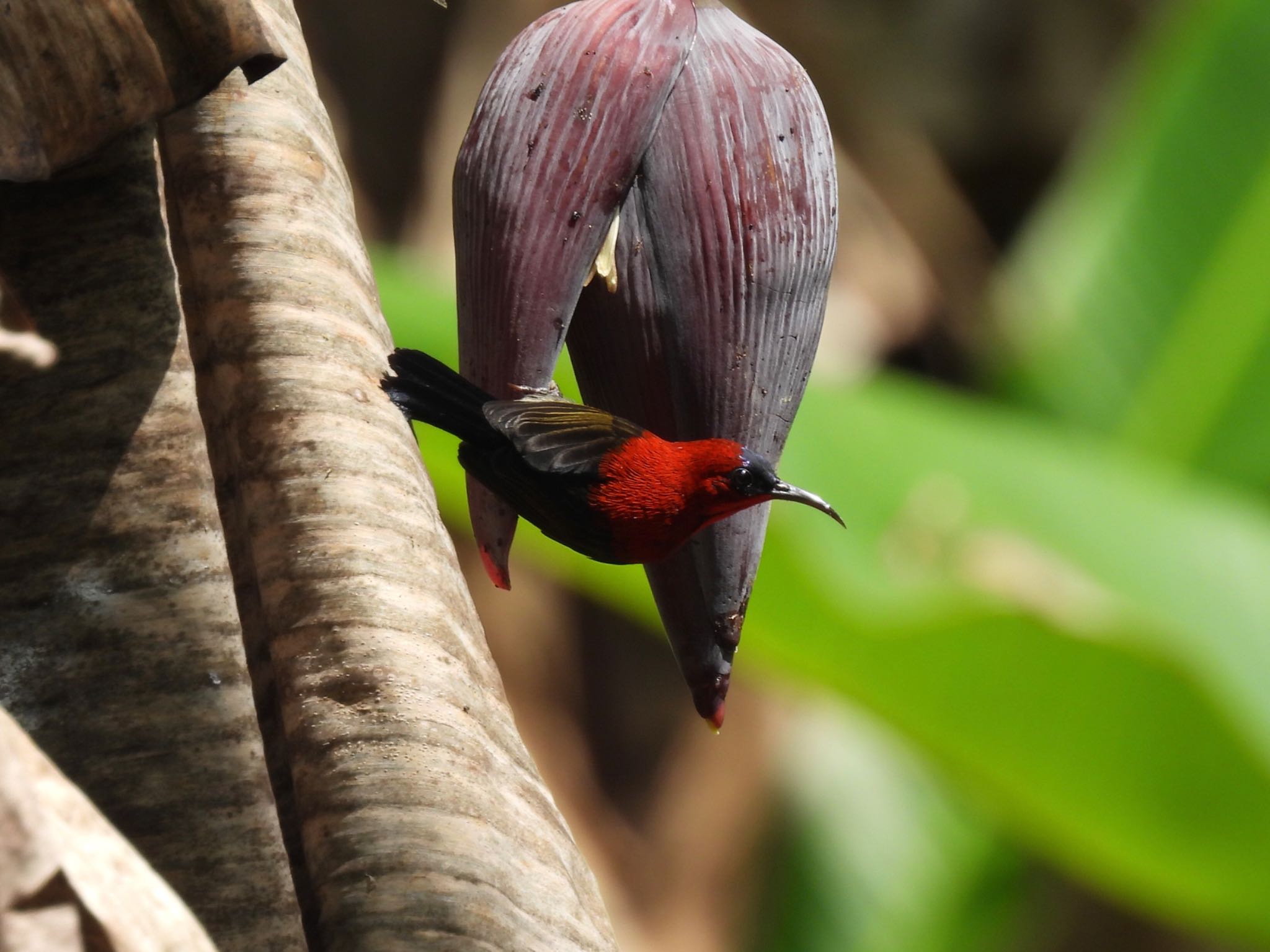 Crimson Sunbird