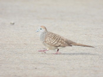 Zebra Dove Kinabaru park Thu, 9/22/2022