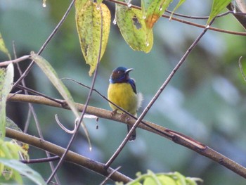 Brown-throated Sunbird Kinabaru park Thu, 9/22/2022