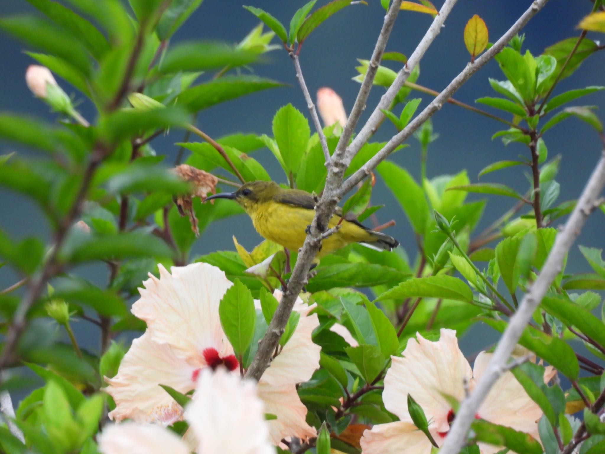 Ornate Sunbird