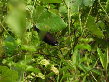 Dusky Munia