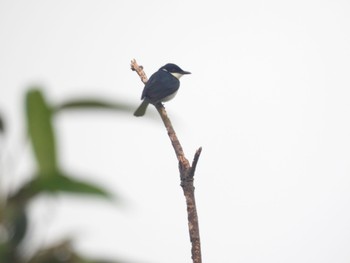 Black-winged Flycatcher-shrike Kinabaru park Thu, 9/22/2022