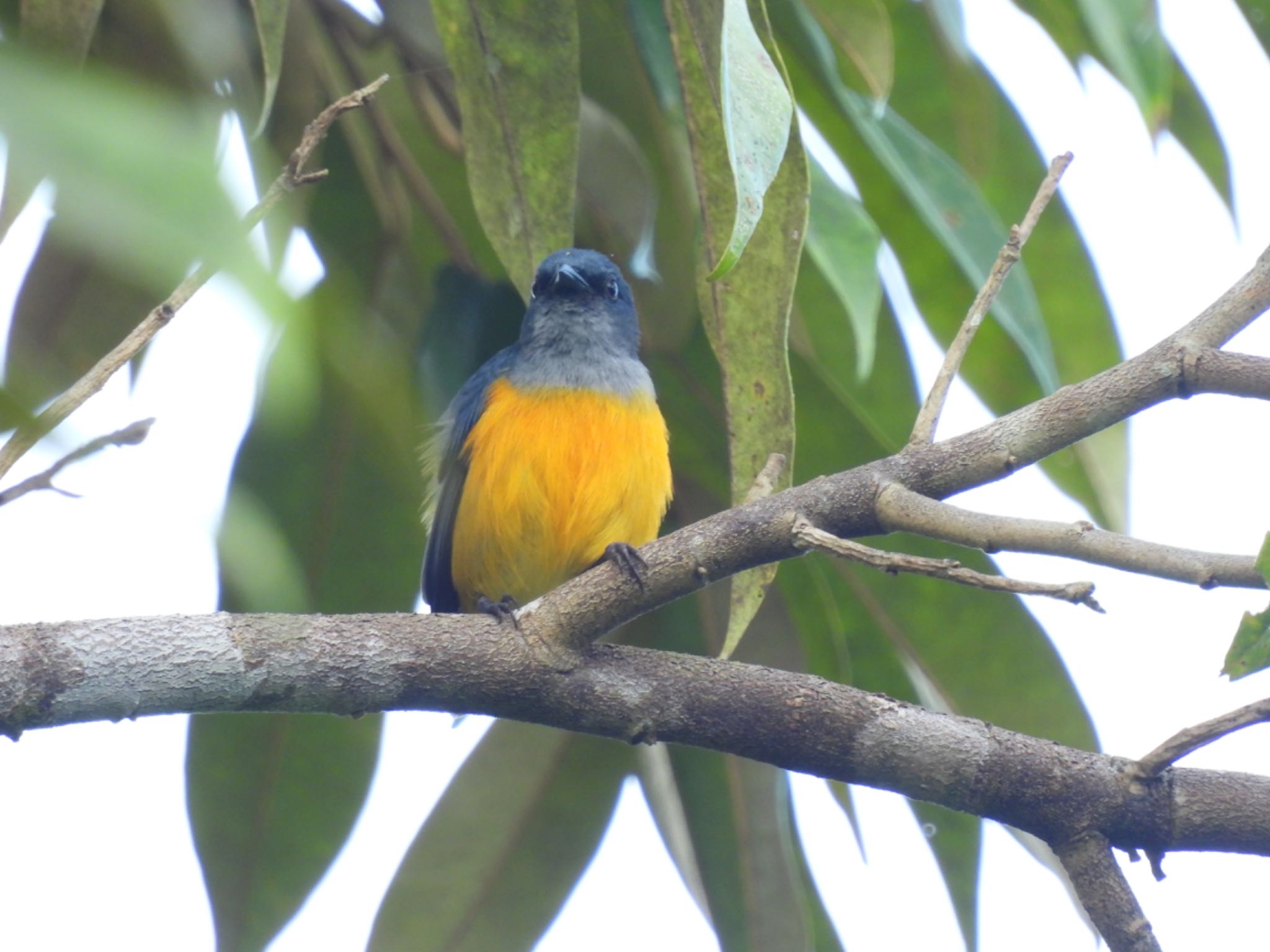 Orange-bellied Flowerpecker