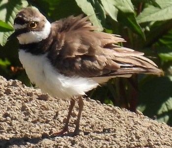 Little Ringed Plover 横須賀 Sun, 7/23/2023